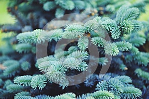 Picea spruce pungens Glauca Globosa in the garden