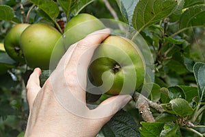 Pick an apple on an apple tree