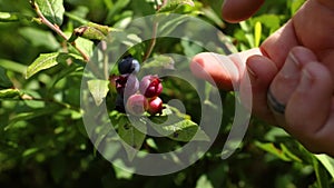 Pick Blueberries fruit, blueberry bush