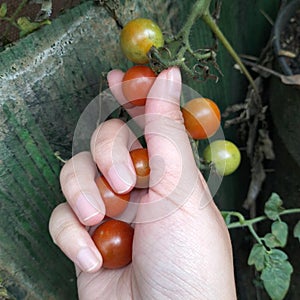 Pick cherry tomatoes in the garden