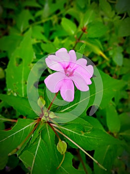 Pick a flower on Earth and you move the farthest star