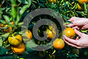 Pick fresh oranges from the orange farm