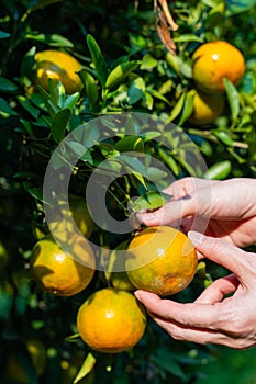 Pick fresh oranges from the orange farm