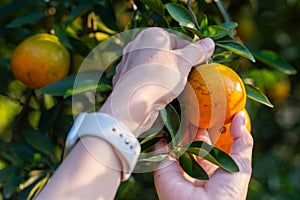 Pick fresh oranges from the orange farm