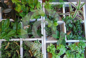 Pick grapes experience Japan