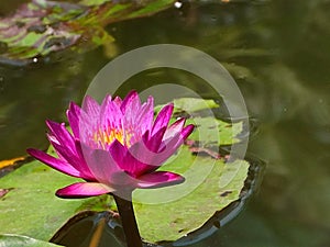 Pick Lotus background water leave.