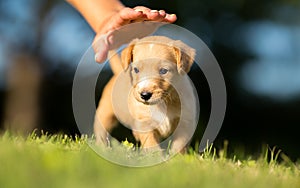 Pick a pet - Small yellow dog