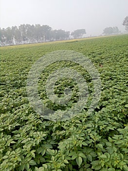 This is the pick of potato corp