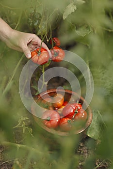 Pick ripe tomatoes from the bush, vegetables grown at home in the garden. Harvesting in autumn