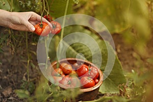 Pick ripe tomatoes from the bush, vegetables grown at home in the garden. Harvesting in autumn