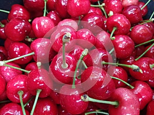 Pick up beautiful red cherries