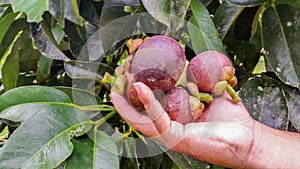 Pick up Mangosteen in garden