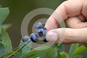 Pick your own blueberries