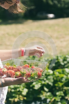 Pick your own strawberry farm