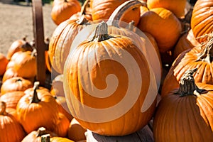 Pick your own variety of pumpkins at the pumpkin patch.