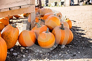 Pick your own variety of pumpkins at the pumpkin patch.