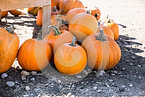 Pick your own variety of pumpkins at the pumpkin patch.