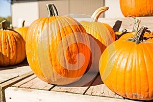 Pick your own variety of pumpkins at the pumpkin patch.