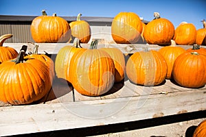 Pick your own variety of pumpkins at the pumpkin patch.