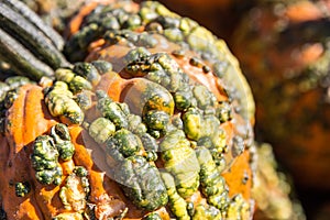 Pick your own variety of pumpkins at the pumpkin patch.