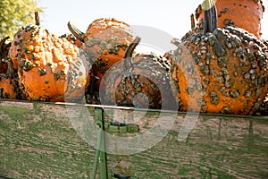 Pick your own variety of pumpkins at the pumpkin patch.