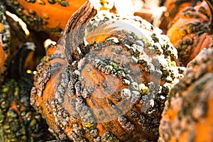 Pick your own variety of pumpkins at the pumpkin patch.