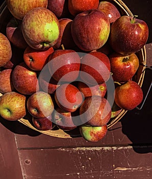 Picked Apples in a Bushel Basket