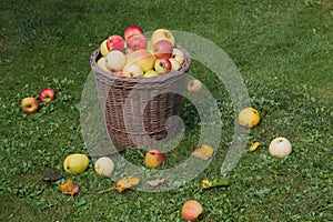 Picked apples in a wicker basket at garden lawn