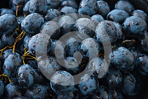 Picked black muscat grape or muscadine