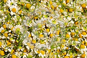 Picked chamomile photo