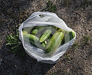Picked cucumbers in a bag on the ground