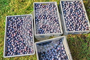 Picked damson plums in grey carrier boxes on grass