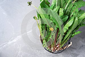 Picked fresh dandelion leaves in basked. Naturopathy concept, herbal holistic medicine, alternative approach. Low fat diet