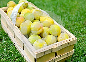 Picked greengage or plums in the basket