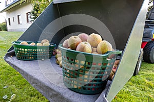 Picked ripe apples are in baskets standing in a wheel loader shovel