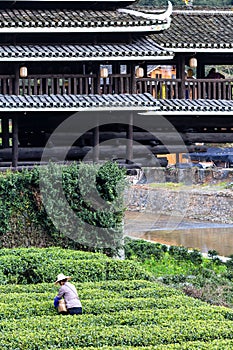 picker on tea plantation and Chengyang bridge