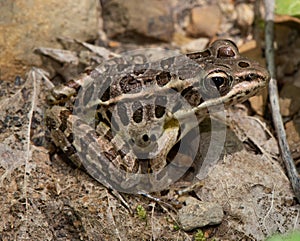 Pickerel Frog