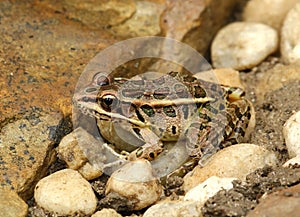 Pickerel Frog
