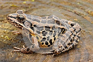 Pickerel Frog Lithobates Rana palustris