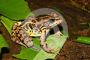 Pickerel Frog Rana palustris