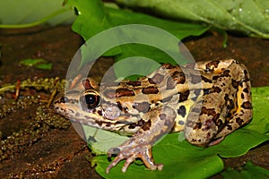 Pickerel Frog (Rana palustris)