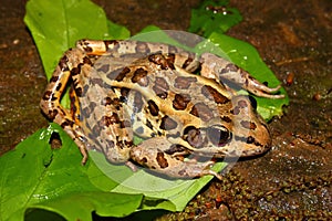 Pickerel Frog (Rana palustris) photo