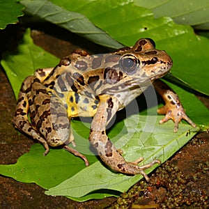 Pickerel Frog (Rana palustris) photo