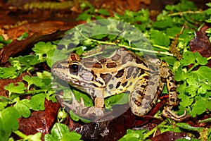 Pickerel Frog (Rana palustris)