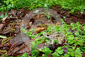 Pickerel Frog (Rana palustris) photo