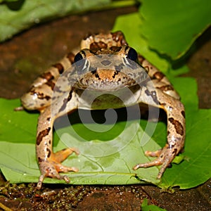 Pickerel Frog (Rana palustris)
