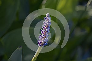 Pickerel Rush Water hyacint (Pontederia cordata)