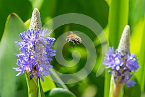 Pickerel weed pontederia cordata flower