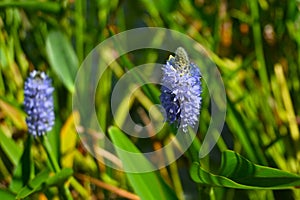 Pickerel weed ( Pontederia cordata ) flowers. Pontederiaceae perennial water plants native to South America.