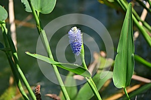 Pickerel weed ( Pontederia cordata ) flowers. Pontederiaceae perennial water plants native to South America.